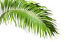 Isolate caribbean palm branches on transparent backgrounds 3d render png