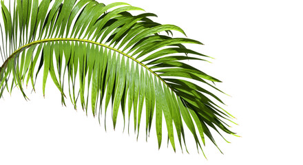 Fototapete - Isolate caribbean palm branches on transparent backgrounds 3d render png
