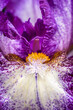 © ALAN SHAPIRO/Stocksy - closeup of a multicolored iris
