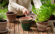 © Pixel Stories/Stocksy - Gardener woman repotting herbs plant