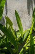 © Hernandez & Sorokina/Stocksy - Tropical Plant Leaves In Concrete Wall