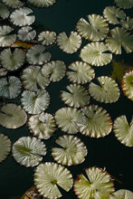 Lily Pad Texture