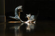 © Maite Pons/Stocksy - Kittens Learning to Fight