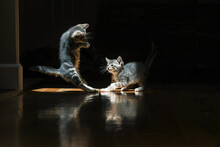 Kittens Learning To Fight