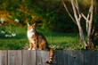 © Helen Rushbrook/Stocksy - A calico tabby cat sitting on a wooden wall in a garden
