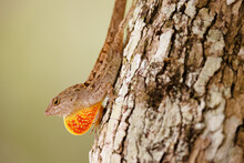 Anole Dispaly