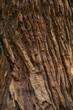 © David Keller/Stocksy - A closeup of textured Redwood Bark