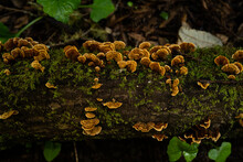 Luminous Mushrooms Growing On A Downed Tree