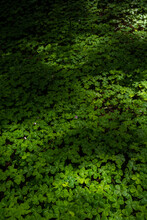 Sunlight Dappled On Green Clover Ground Cover On The Forest Floor