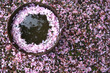 © The Laundry Room/Stocksy - Cherry Blossom Petals fallen into a Flowerpot full of Rain Water
