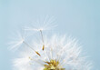 © jamie grill atlas/Stocksy - Seeds Taking Flight