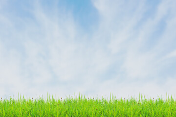 grass field and sky with bright clouds for the background in