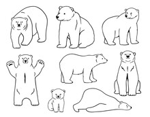 Baby White Polar Bear Sketch. Outline Vector Illustration Of Forest Animal.