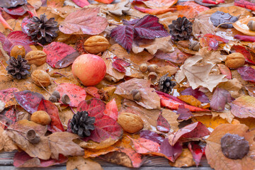 Wall Mural - autumn background with colorful autumnal leaves