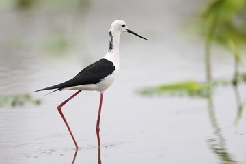 Wall Mural - Black-winged Stilt (Himantopus himantopus) family in Japan