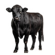 black angus cow  isolated