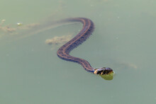 Water Snake In The Water