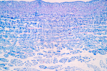 Wall Mural - Tissue of Vein, Artery and Aorta Human under the microscope in Lab.