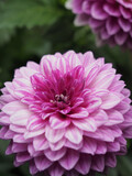Fototapeta  - pink dahlia flower
