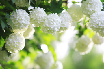 White flowers on a green bush. Spring cherry apple blossom. The white rose is blooming.