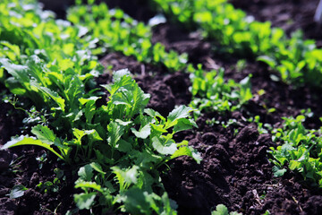 Wall Mural - Young sprouts of seedlings in the vegetable garden. Greenery in a greenhouse. Fresh herbs in the spring on the beds.