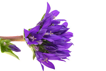 Poster - Campanula flower isolated