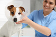 Veterinarian putting medical plastic collar on Jack Russell Terrier dog in clinic, focus on pet. Space for text