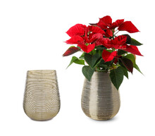 Stylish Vase Full Of Beautiful Poinsettia Flowers And Empty One On White Background. Collage Design