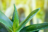 Fototapeta Tulipany - Green fresh aloe vera, close-up.
