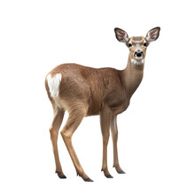 A Deer With Antlers Isolated On A White Background
