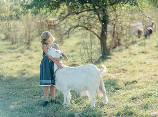 girl playing and feeding with goats on the goats cheese farm outdoors. girl feed and pet goats on the farm