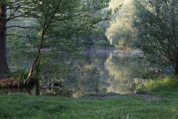 Poster - Picturesque view of green park with pond outdoors