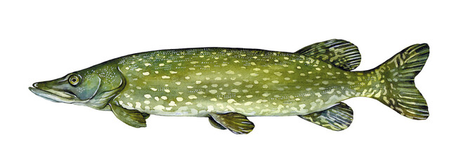 watercolor northern pike (esox lucius). hand drawn fish illustration isolated on white background.