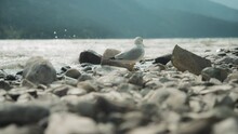 A Seagull Walking On The Rocky Beach And Eating Food. Slow Motion. 