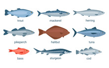 Fish Animal Set, Raw Seafood For Meal. Collection Fishes Trout, Tuna, Mackerel, Herring, Pike Perch, Halibut, Bass, Sturgeon, Cod. Edible Marine Fish. Vector Cartoon Illustration