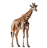 Fototapeta  - A giraffe isolated on a transparent png white background
