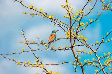 european roller blue bird, coracias garrulus on a blooming tree brach during a spring season in bulg