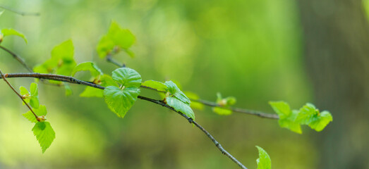 Wall Mural - birch sprout on a green bokeh background.  green leaf, a leafy shade, panoramic view of green leaf on green bokeh background.