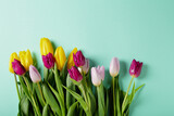 Fototapeta Tulipany - spring tulips on pastel mint background