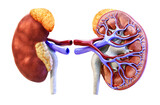 Fototapeta Nowy Jork - Human kidney cross section, anatomy medical illustration. Kidney physiology disease, anatomical 3D organ model with ureter, blood vessels, renal cortex, vein, artery, medulla, adrenal glands, PNG