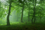 Fototapeta Tęcza - Beech forest with fog in spring