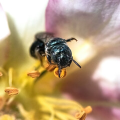 Wall Mural - Close up of a Small Carpenter Bee (Ceratina sp) pollinating the anther of a Pink Lemonade Rose flower.  Long Island, New York, USA