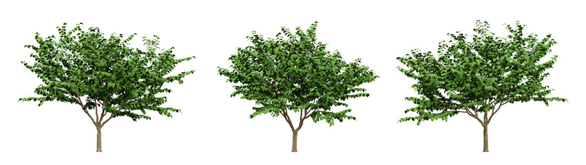 Wall Mural - green of cercis canadensis trees on transparent background, flowering tree, 3d render illustration.