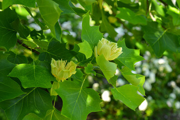 Wall Mural - Branches with green leaves and yellow flowers of Liriodendron tulipifera, known as the tulip tree, in the city garden