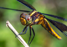 Widow Skimmer Dragonfly Along The Shadow Creek Ranch Nature Trail In Pearland, Texas