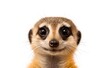 Cheerful group of suricate on a white background. Generative AI.