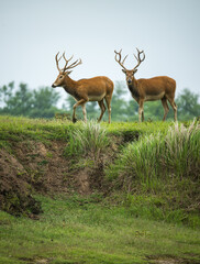 Wall Mural - two elks standing on grassland