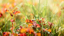 Close-up Of A Sunny Summer Meadow Full Of Clover With Red Translucent Leaves