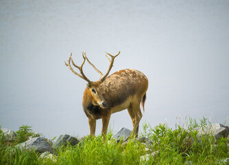 Wall Mural - portrait for a standing male elk