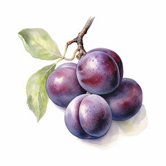 Wall Mural - Generative AI watercolor ripe plums on white background